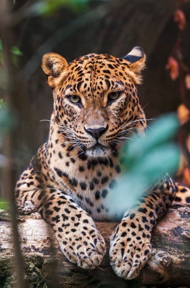 Yala National Park Safari