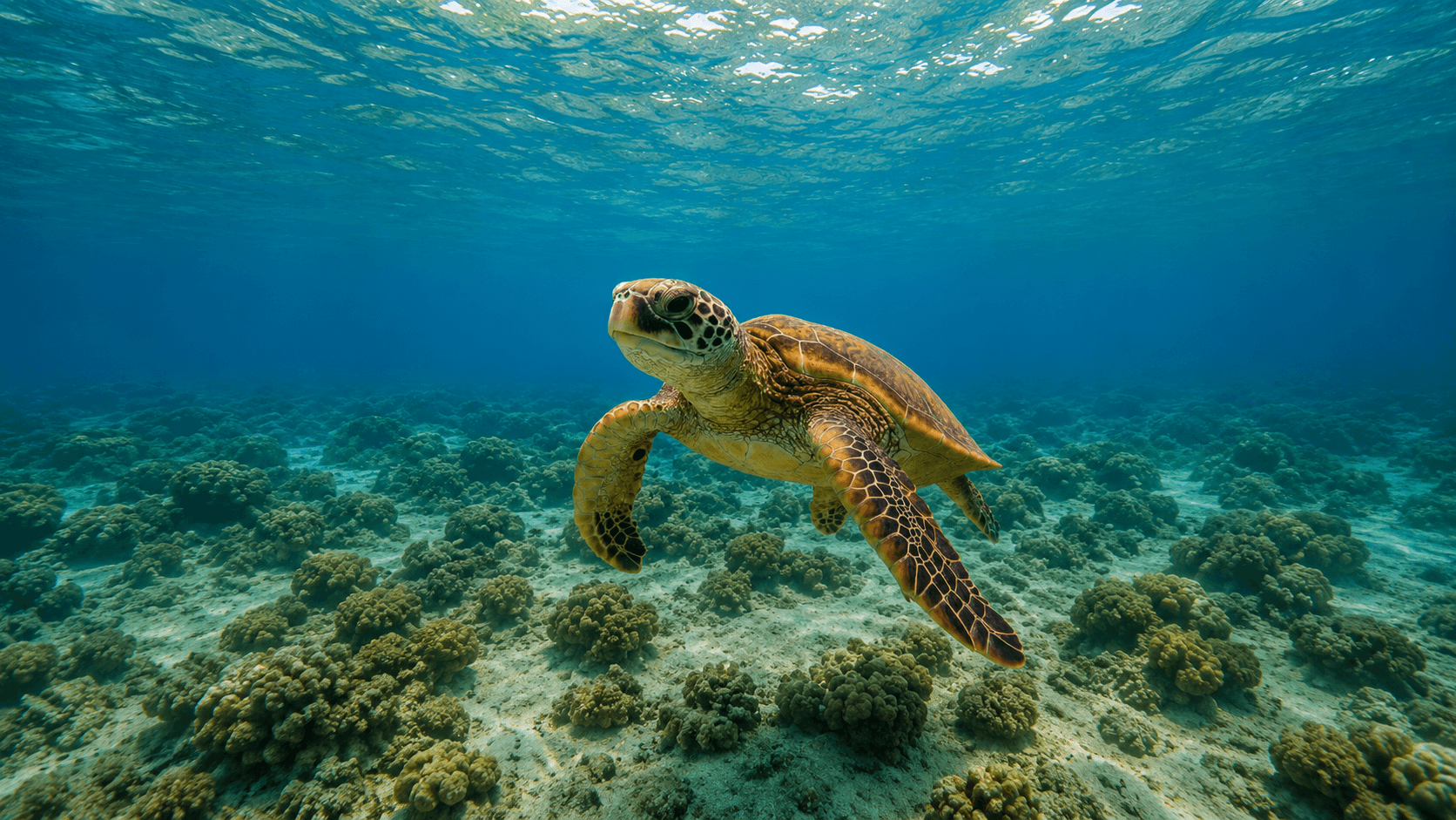 Bentota Madu River safari and sea turtle conservation