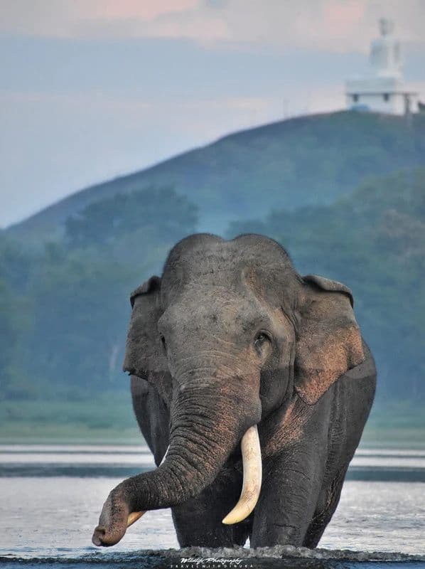 Wildlife & Nature 1
